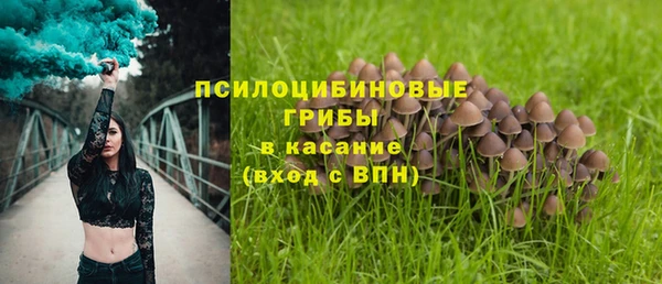 прущие грибы Коряжма