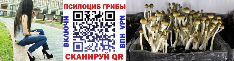 Купить где  Усолье  Псилоцибиновые грибы Cubensis 